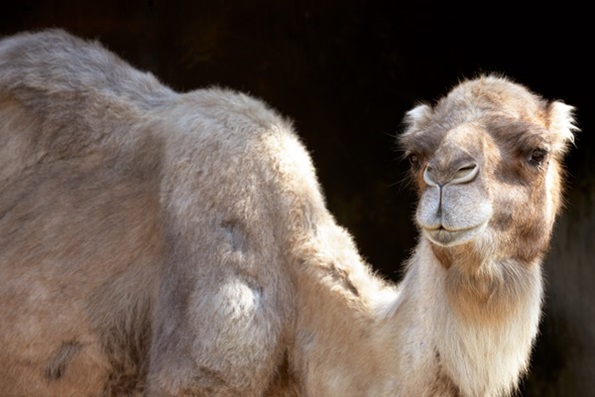 Kamelwolle als Rohstoff für Naturbettwaren
