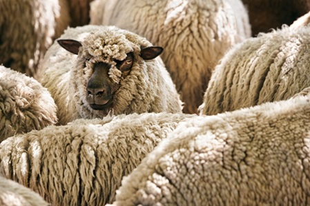 Schafwolle als Rohstoff für Naturbettwaren